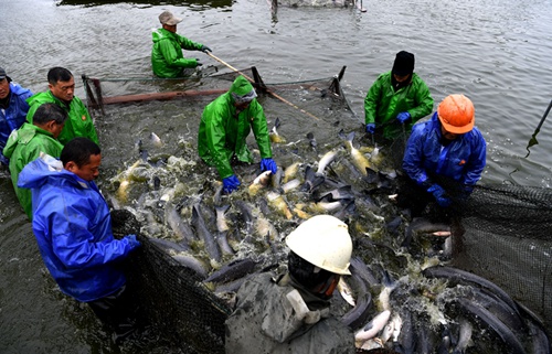 無錫甘露青魚開捕 總產量將達139萬公斤