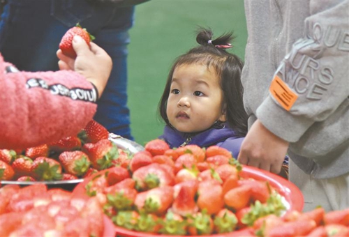 無錫本地草莓大量上市 市民購買嘗鮮
