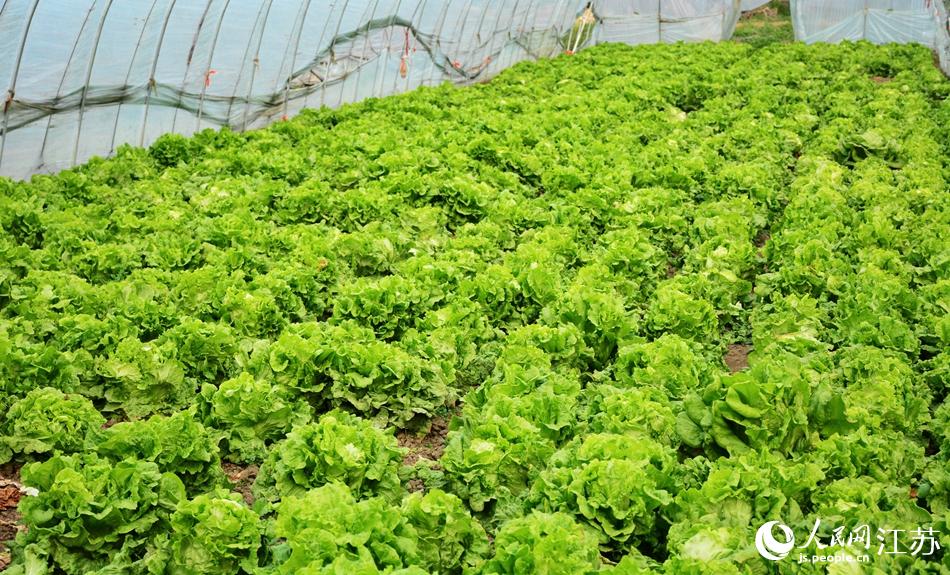 江蘇無錫：蔬菜供應有保障 市民“菜籃子”拎得穩