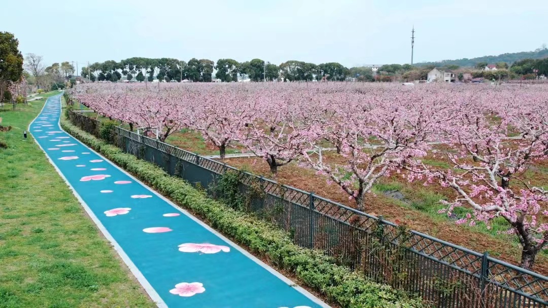 桃花为媒，无锡惠山如何实现春日提速？