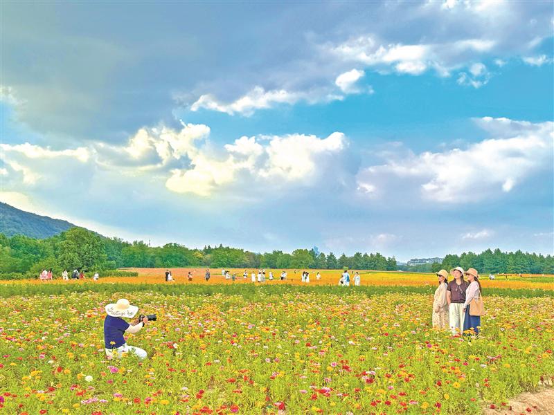 江蘇無錫：花海引客來